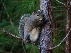 Sciurus carolinensis