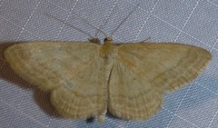 Scopula luteolata