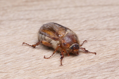 Amphimallon solstitiale