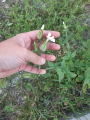Silene latifolia alba