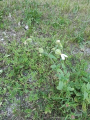 Silene latifolia alba