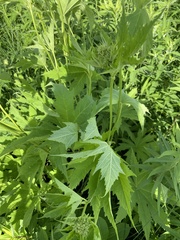 Napaea dioica