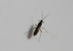 Dicyphus errans