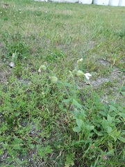 Silene latifolia alba