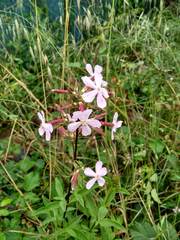 Saponaria officinalis