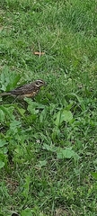 Turdus iliacus