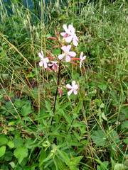 Saponaria officinalis