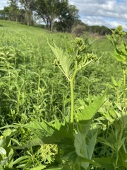 Napaea dioica