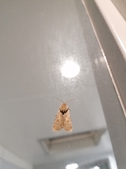 Agrotis ripae
