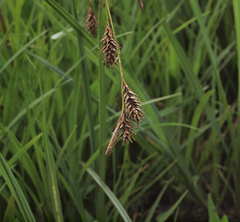 Carex exsiccata