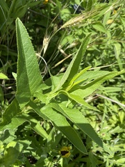 Hasteola suaveolens