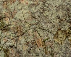 Tamopsis tweedensis