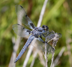 Libellula nodisticta