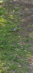 Motacilla alba