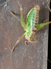 Metaplastes pulchripennis