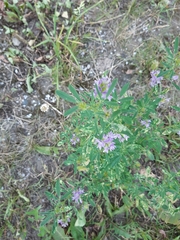 Medicago sativa