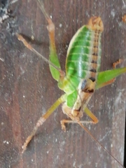 Metaplastes pulchripennis