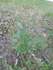 Medicago sativa