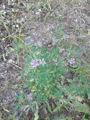 Medicago sativa