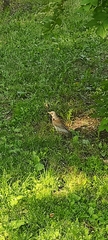Turdus pilaris