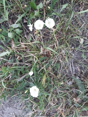 Convolvulus arvensis
