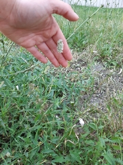 Phleum pratense