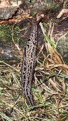 Limax maximus