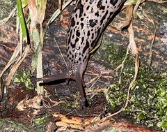 Limax maximus