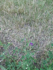 Medicago sativa