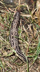 Limax maximus