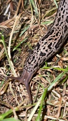 Limax maximus