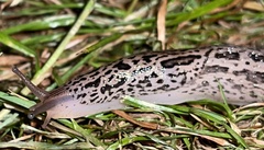 Limax maximus