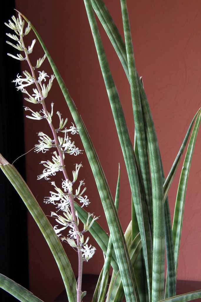 Sansevieria ebracteata  iNaturalist
