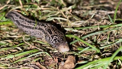 Limax maximus