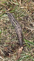 Limax maximus