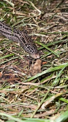 Limax maximus