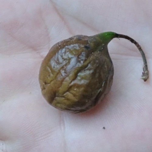 Image of Vangueria lasiantha by (c) Rosemary Harrison, some rights reserved (CC BY-SA)