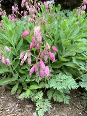 Dicentra eximia
