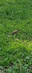 Turdus iliacus