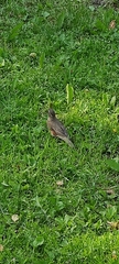 Turdus iliacus