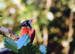 Chrysocolaptes stricklandi