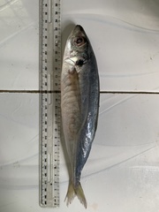 Decapterus maruadsi
