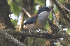 Pteruthius rufiventer