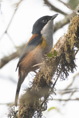 Pteruthius rufiventer