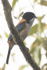 Pteruthius rufiventer