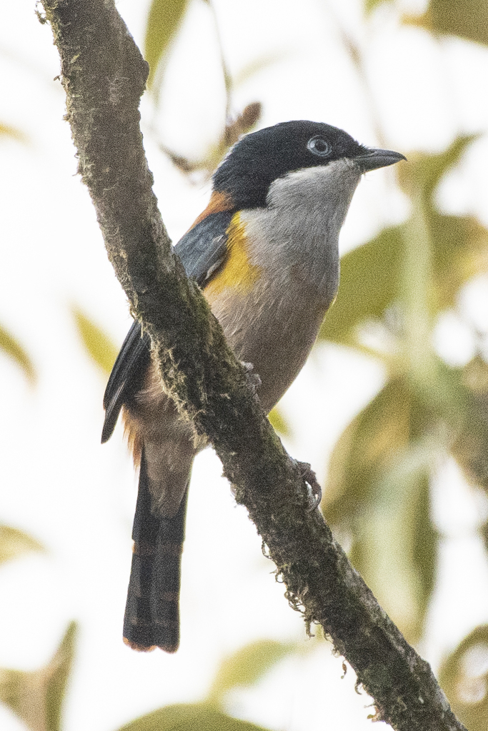 Black-headed Shrike-Babbler (Pteruthius rufiventer) photo