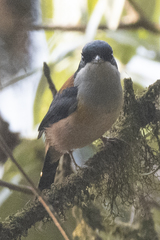 Pteruthius rufiventer