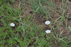 Convolvulus ammannii