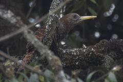 Blythipicus pyrrhotis