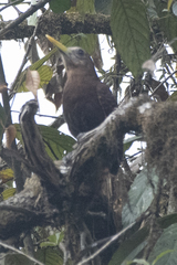 Blythipicus pyrrhotis